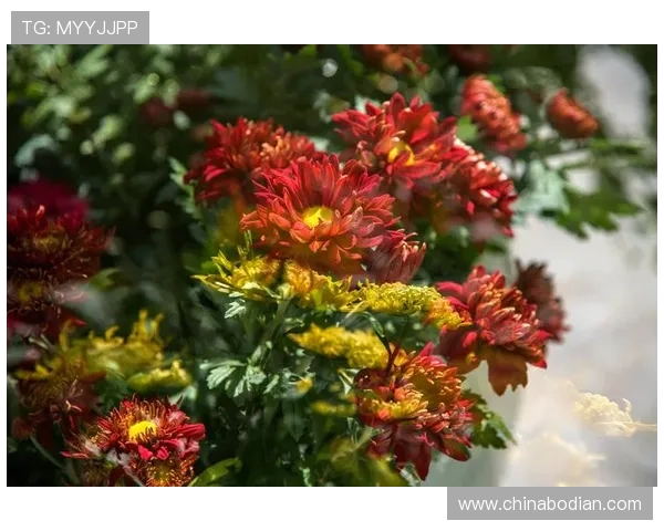 k8旗舰厅:体验最专业的线上娱乐平台,尽享丰富多彩的游戏盛宴 k8旗舰厅:体验最专业的线上娱乐平台,尽享丰富多彩的游戏盛宴